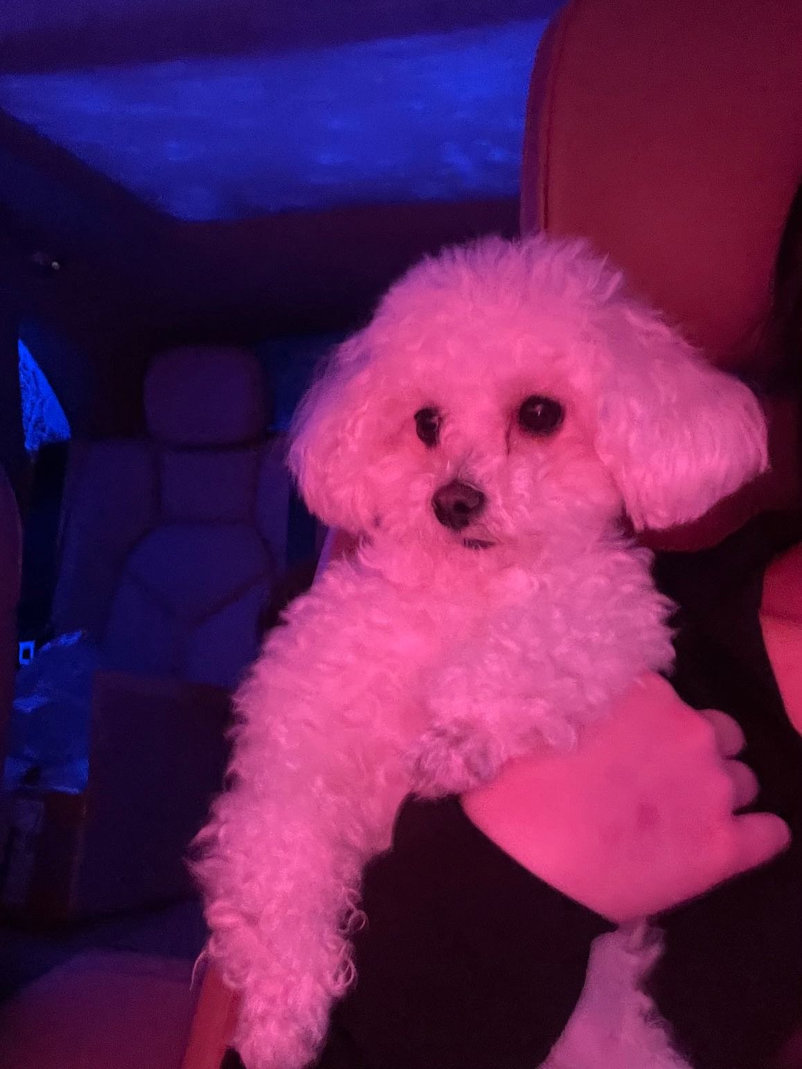 Lost Dog in San Jose, California — listing photo
