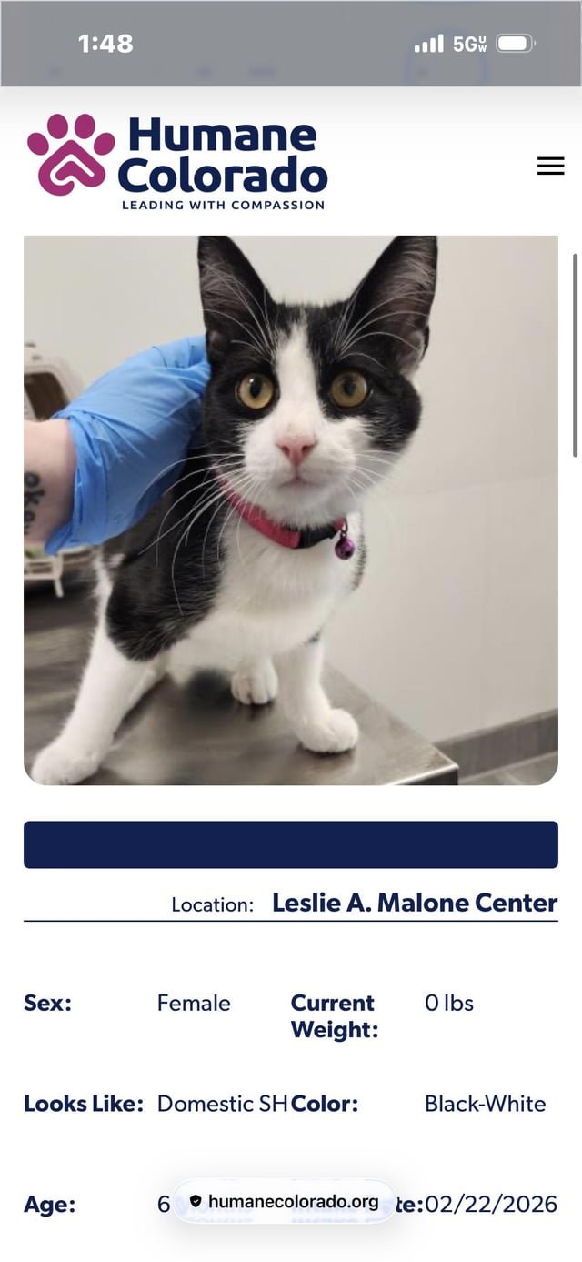 Found Cat in Denver, Colorado — listing photo