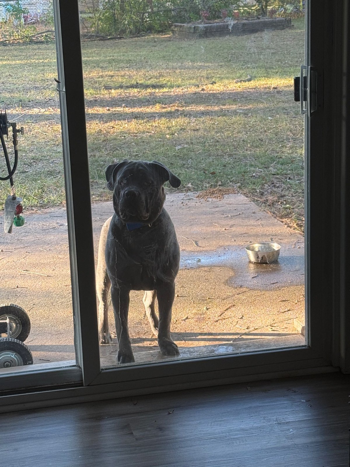Found Dog in Texarkana, Texas — listing photo