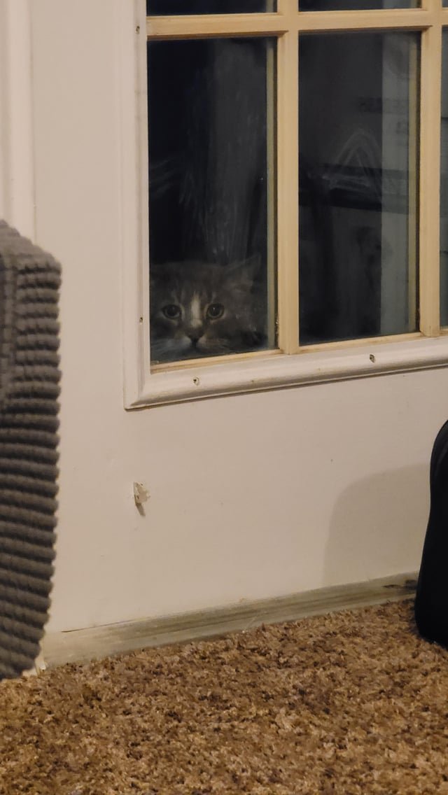 Lost Cat in Fort Worth, Texas — Anyone missing a cat? This little friend has been interacting with my 2 cats outside my…