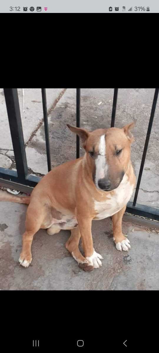 Lost Dog in Phoenix, Arizona — listing photo
