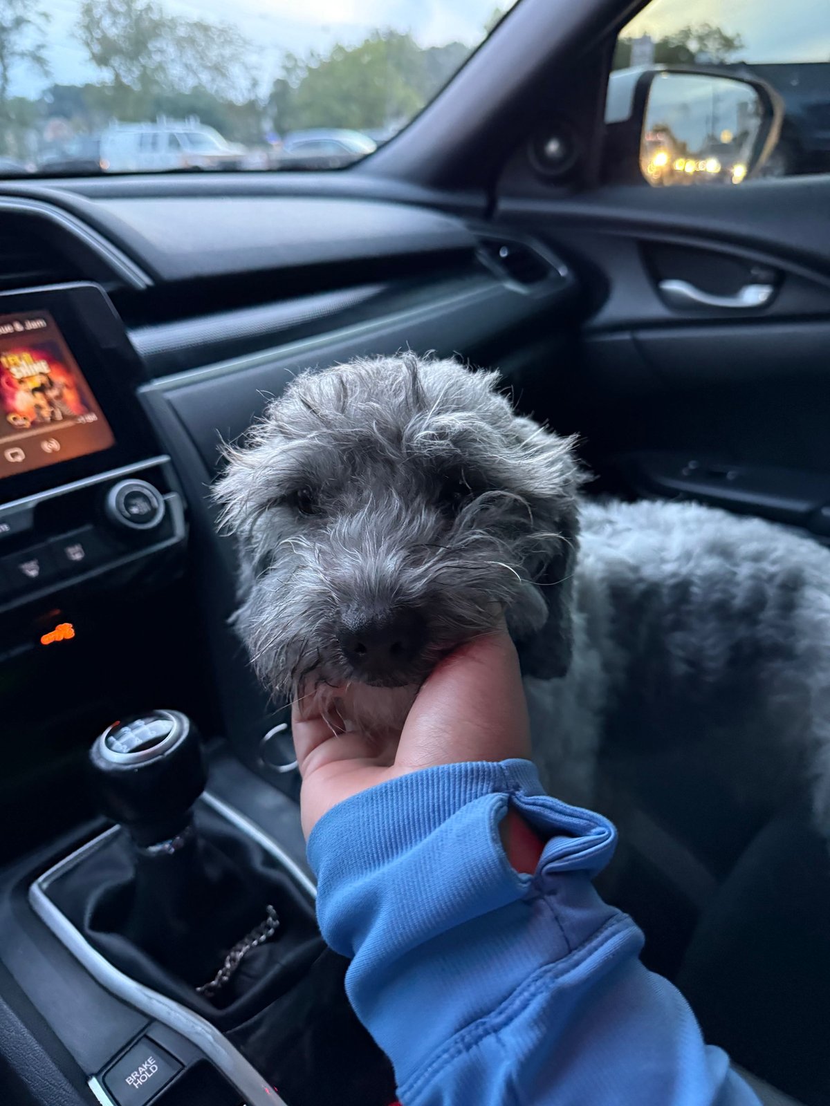 Lost Dog in Danbury, Connecticut — listing photo