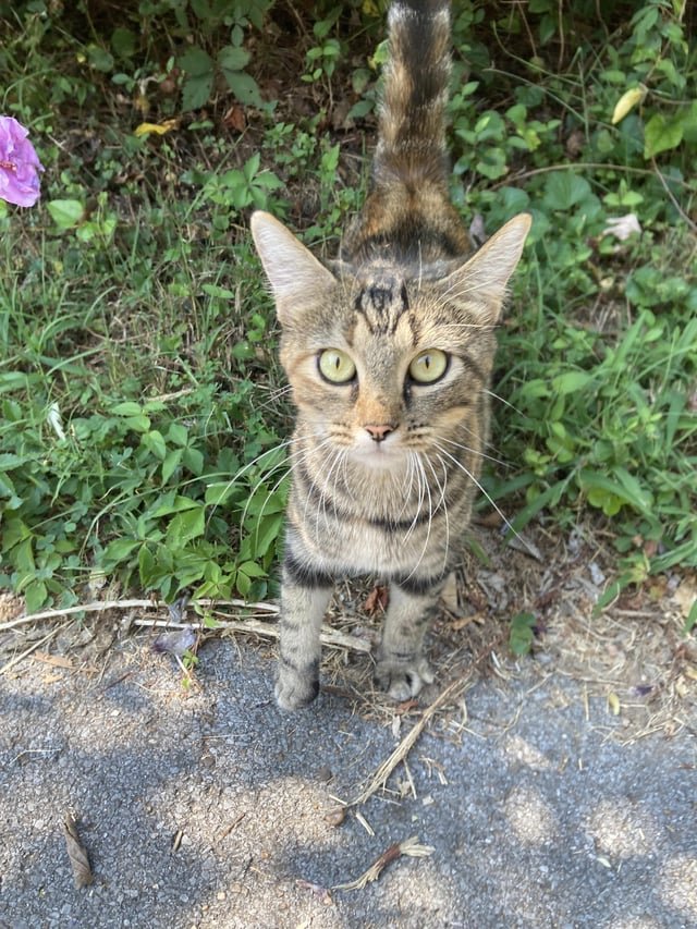 Lost Cat in Inglewood, California — South Inglewood area, have you lost your cat?