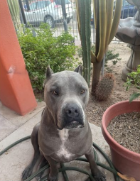 Lost Dog in South Tucson — listing photo