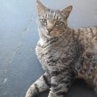Found Cat in Nashville, Tennessee — listing photo