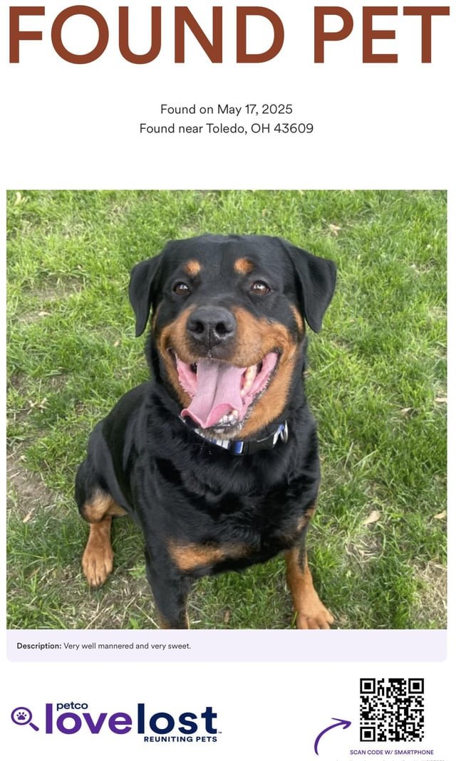 lost dog in Toledo, Ohio