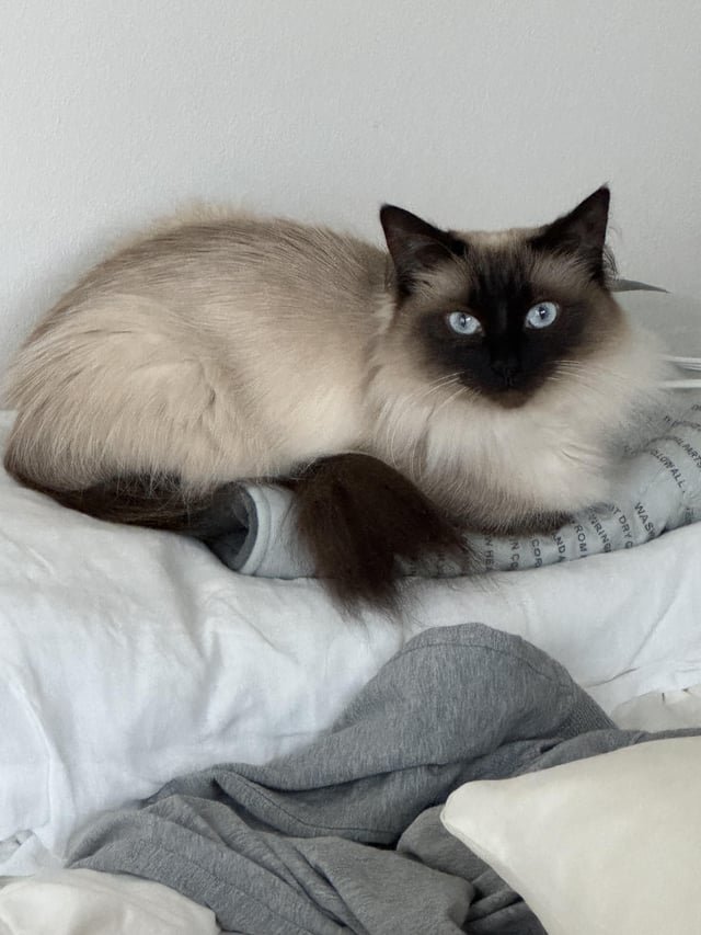 Lost Cat in Seattle, Washington — listing photo