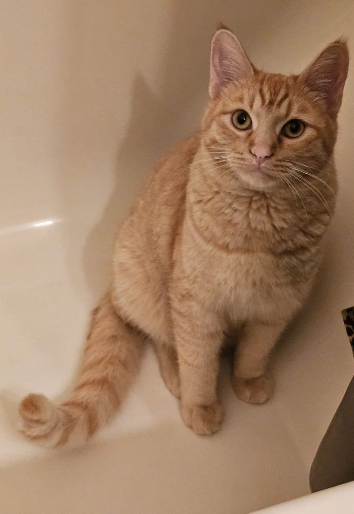 Lost Cat in Phoenix, Arizona — listing photo