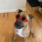 lost dog in Milwaukee, Wisconsin