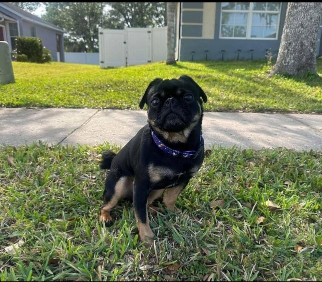 Lost Dog in Parrish — listing photo