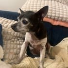 Found Pet in Sacramento, California — Another found dog post