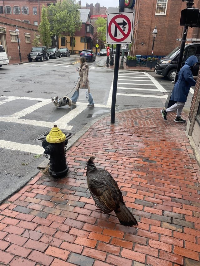 lost dog in Boston, Massachusetts