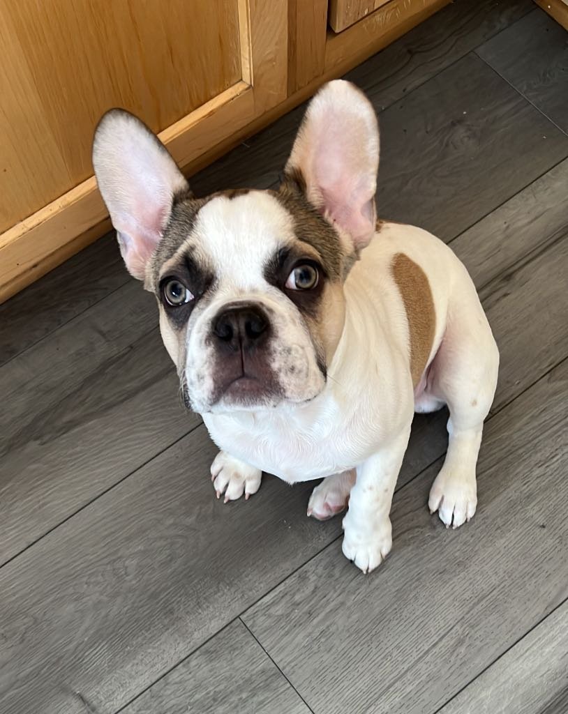 Lost Dog in Aurora, Colorado — listing photo