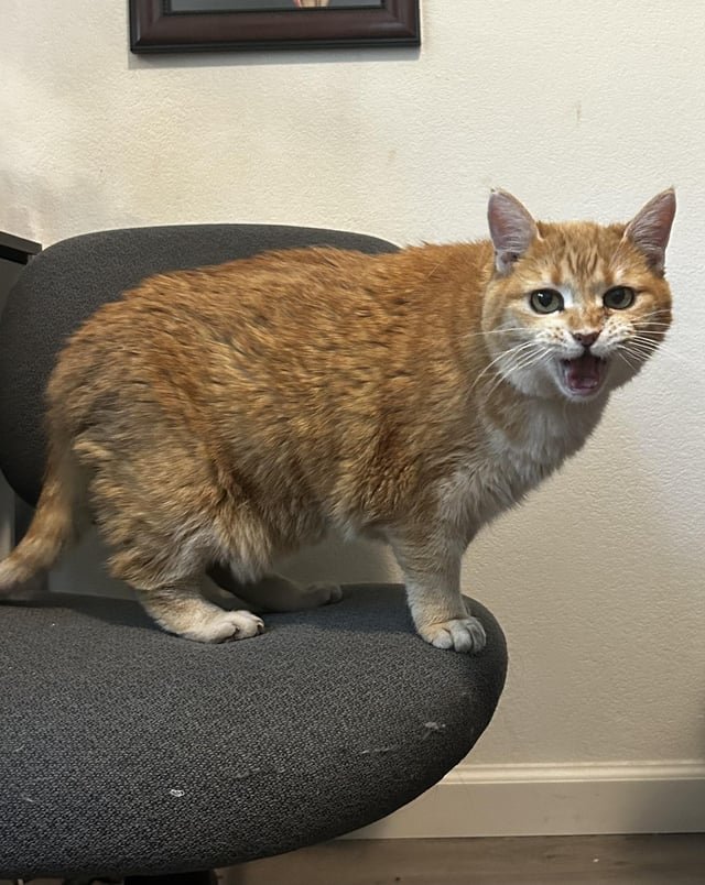 found cat in Reno, Nevada