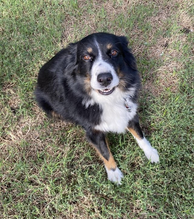 Found Dog in Fort Worth, Texas — Need help finding new resources for my dog