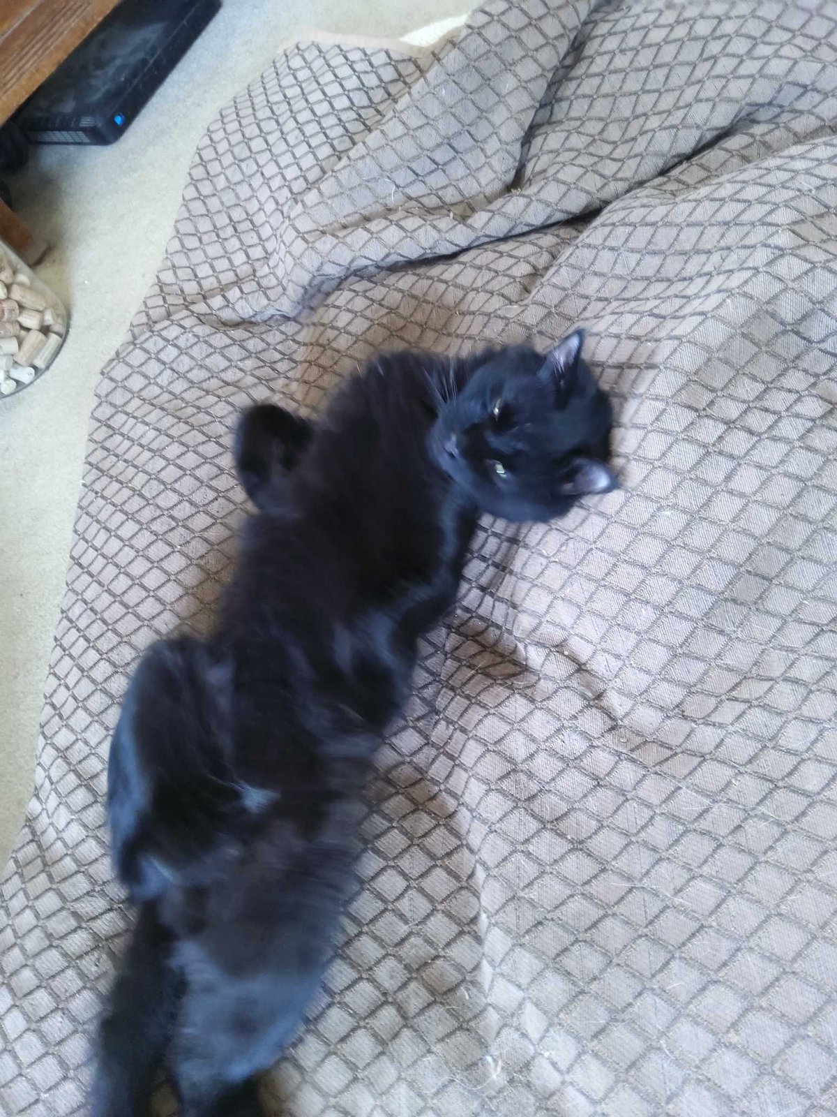 Lost Cat in Colfax — listing photo