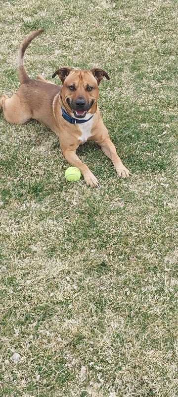 Lost Dog in Pueblo, Colorado — listing photo