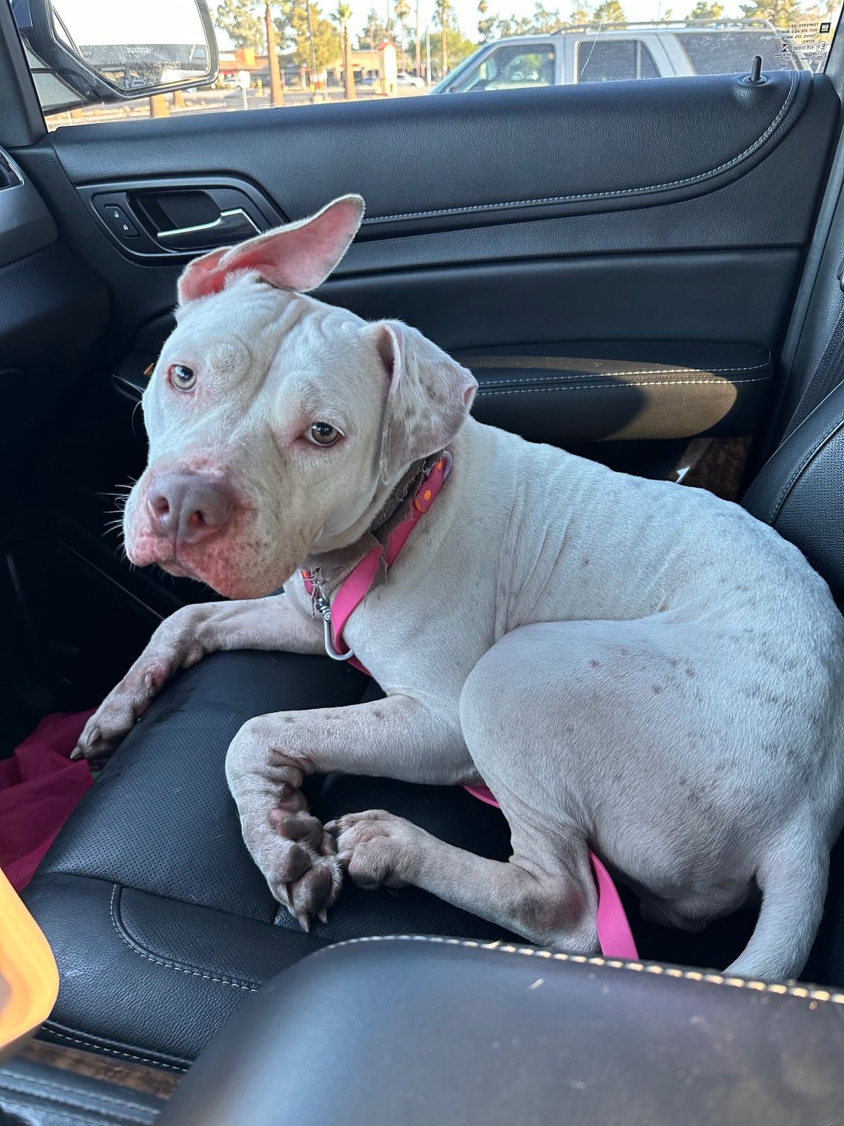 Found Dog in Glendale, Arizona — listing photo