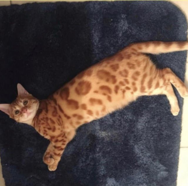 Lost Cat in K — I know this isn’t a lost cat forum but my friend lost his baby and I really feel for him so I’m hoping maybe…