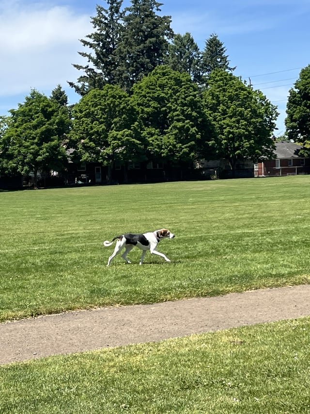 Lost Pet in Portland, Oregon — listing photo