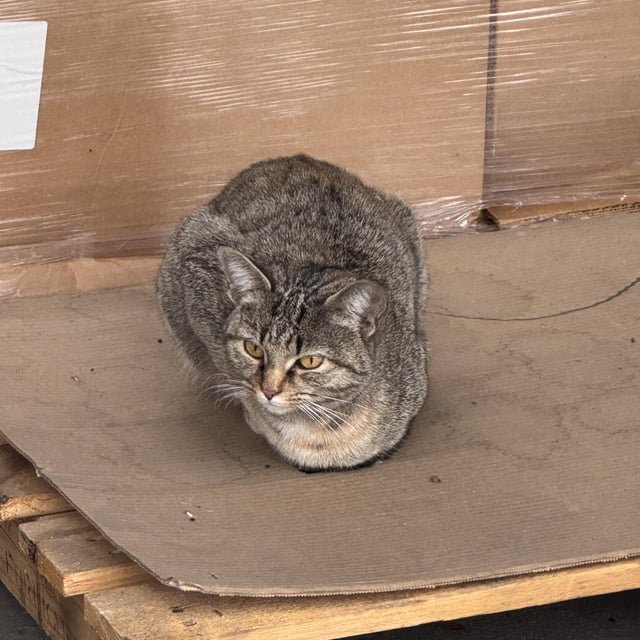 Found Cat in Winston-Salem, North Carolina — listing photo