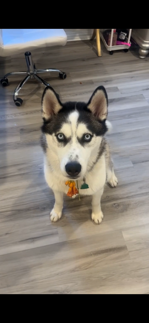 Lost Dog in Denison — listing photo