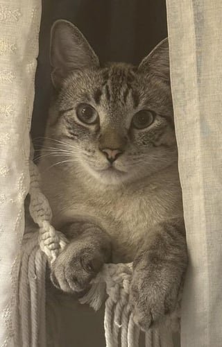Found Dog in San Francisco, California — Update: cat found!