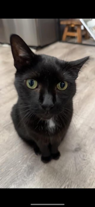 Lost Cat in Philadelphia, Pennsylvania — Paw Print Rescue Team