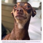 lost dog in Charlotte, North Carolina
