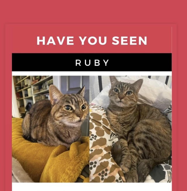 lost cat in Surprise, Arizona