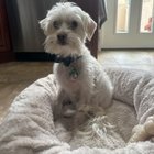 lost dog in Philadelphia, Pennsylvania
