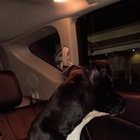 found dog in Spokane, Washington