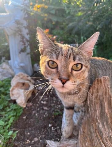 Lost Cat in Jarrell — listing photo
