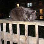 Found Pet in Minneapolis, Minnesota — Cat found in uptown