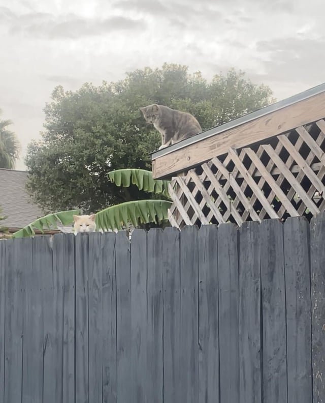 Found Cat in Houston, Texas — Any recommendations for TNR programs and live trap rentals?