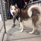 Lost Dog in Philadelphia, Pennsylvania — listing photo