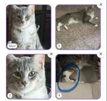 Lost Cat in Kinston — listing photo
