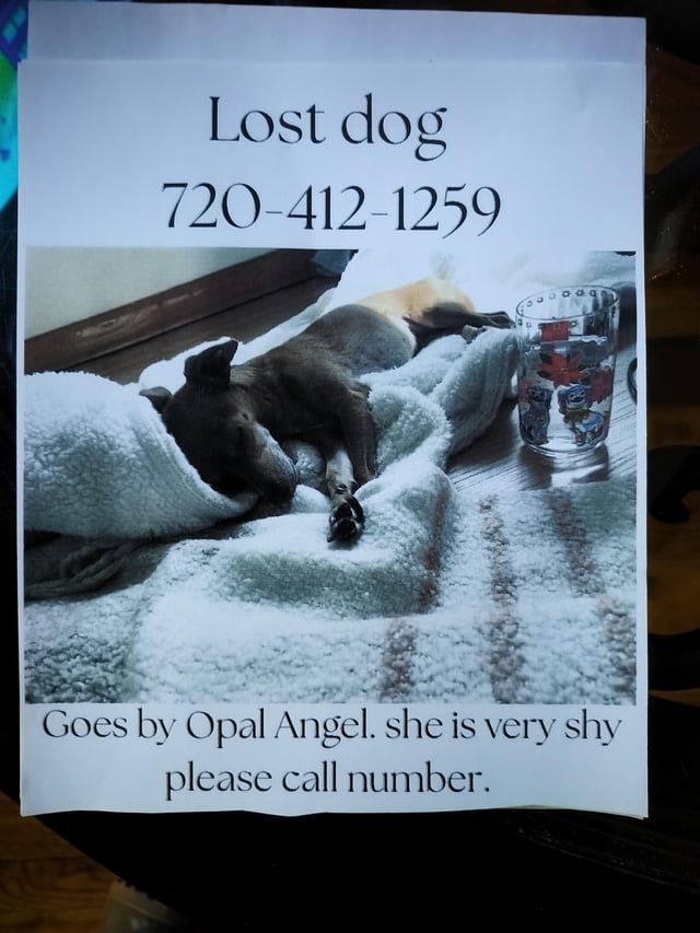 lost pet in Denver, Colorado