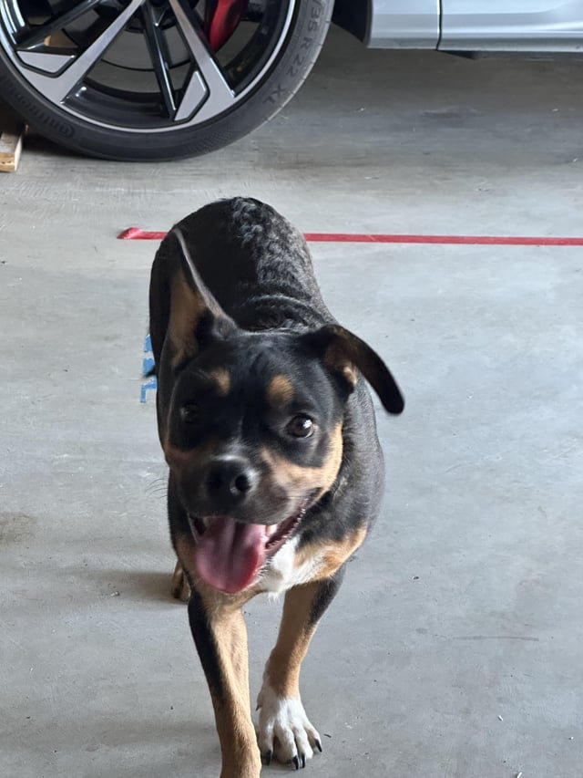 found dog in Fort Worth, Texas