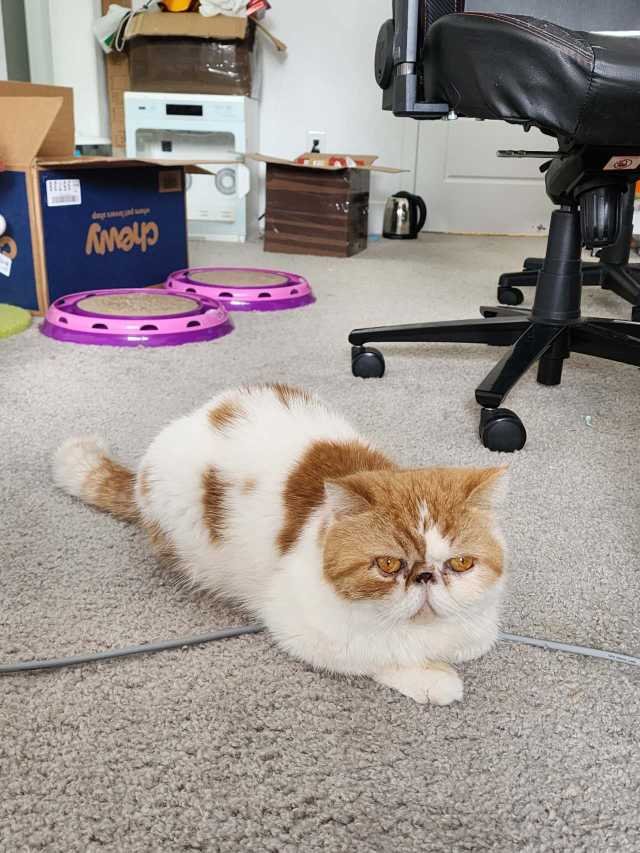Lost Cat in Woodland, California — listing photo