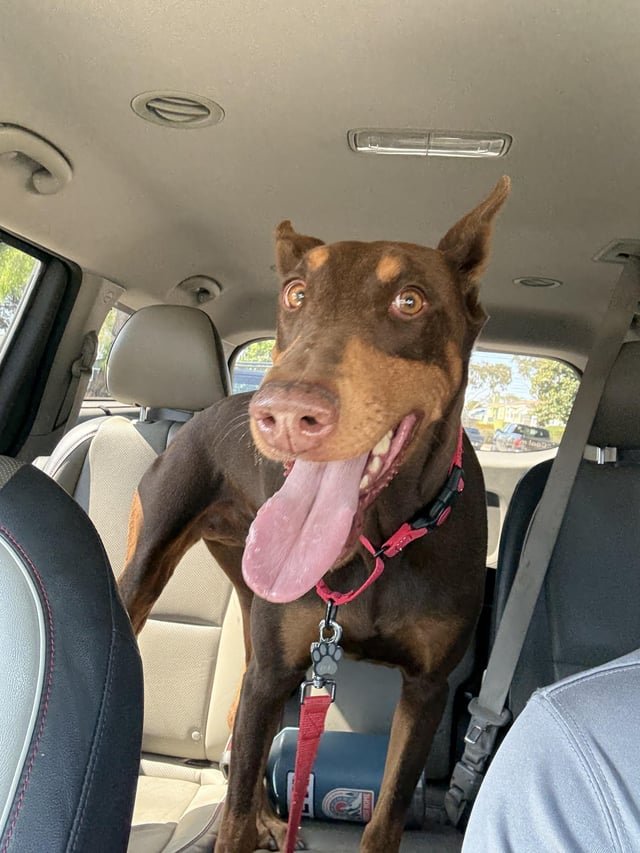 Lost Dog in Chula Vista, California — listing photo