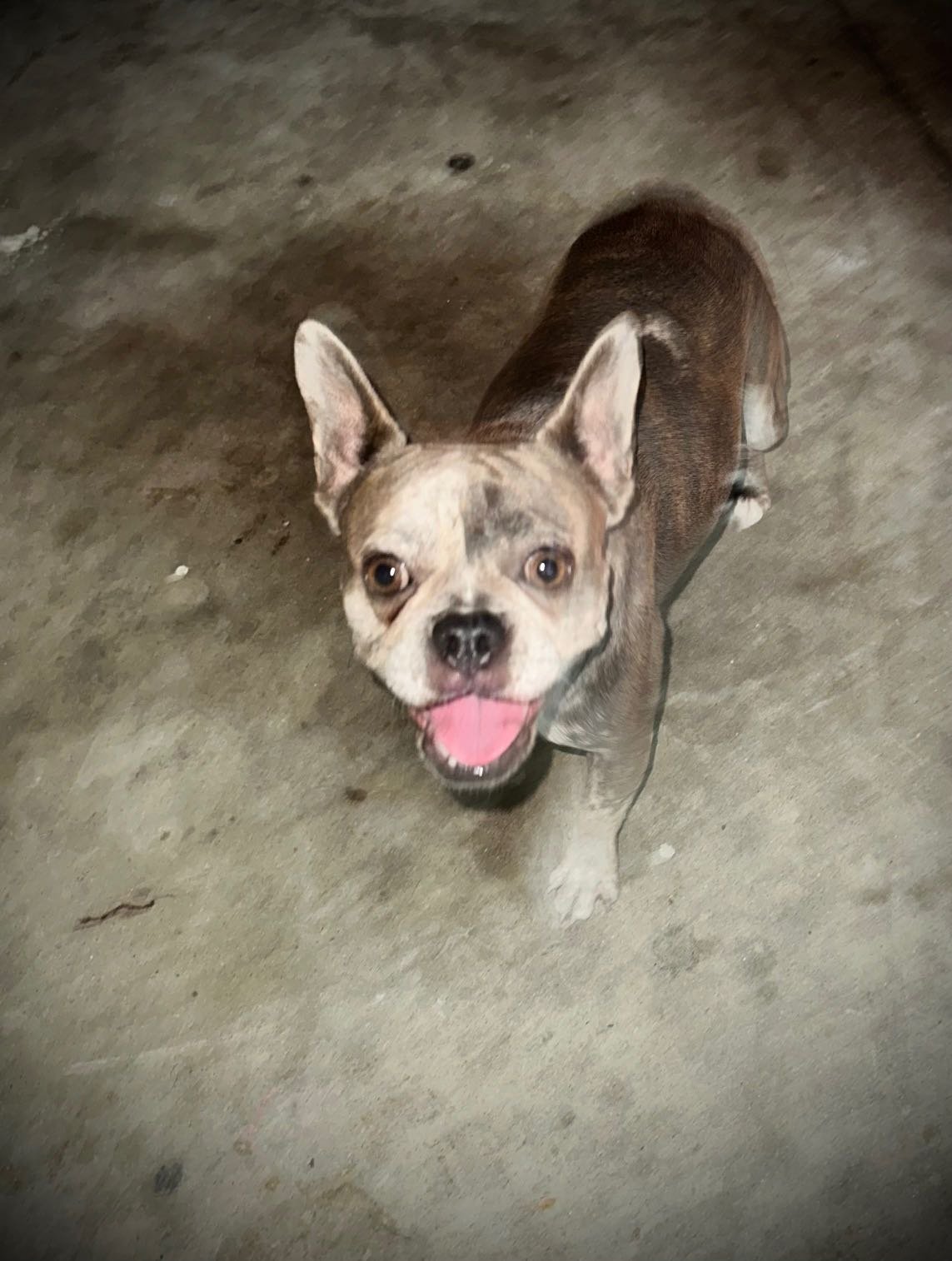 Lost Dog in Ontario, California — listing photo