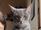 lost cat in San Diego, California