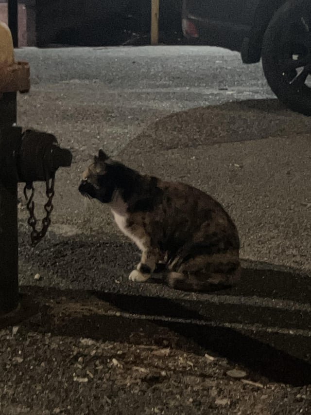lost cat in Boston, Massachusetts