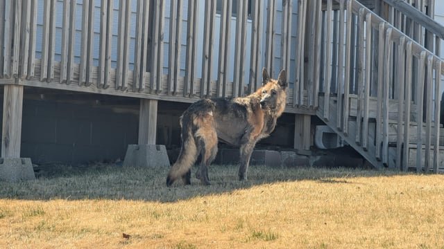 Lost Pet in Omaha, Nebraska — listing photo