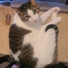 Lost Cat in Plano, Texas — listing photo
