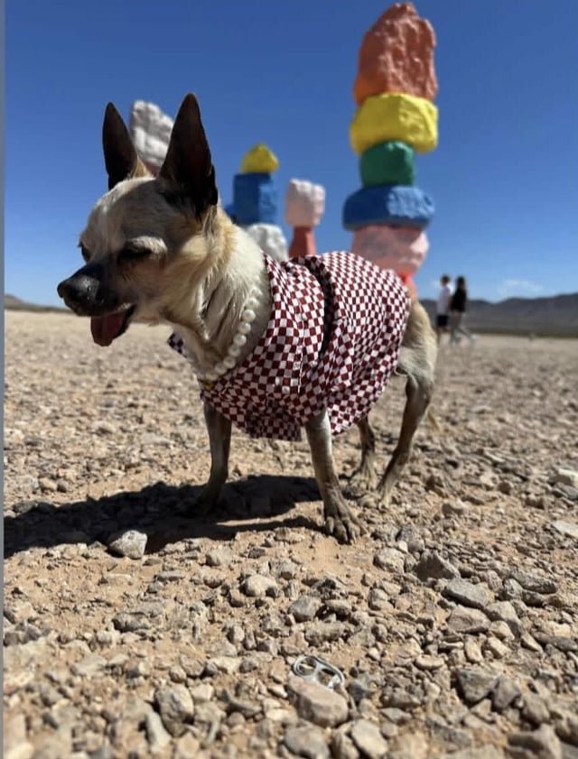 lost dog in San Diego, California