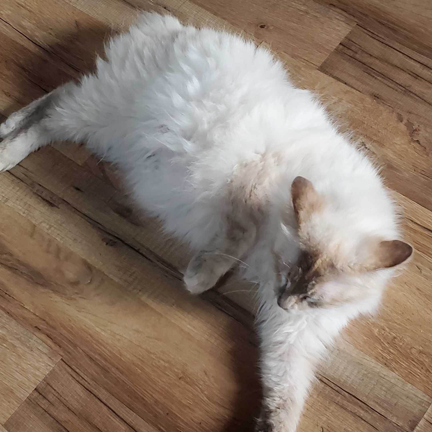 Found Cat in Crowley — listing photo