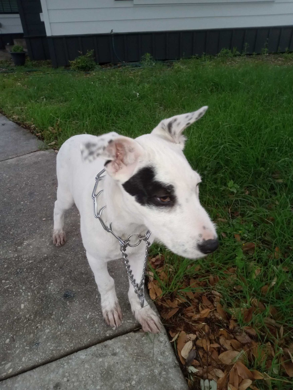 Found Dog in San Antonio, Texas — listing photo