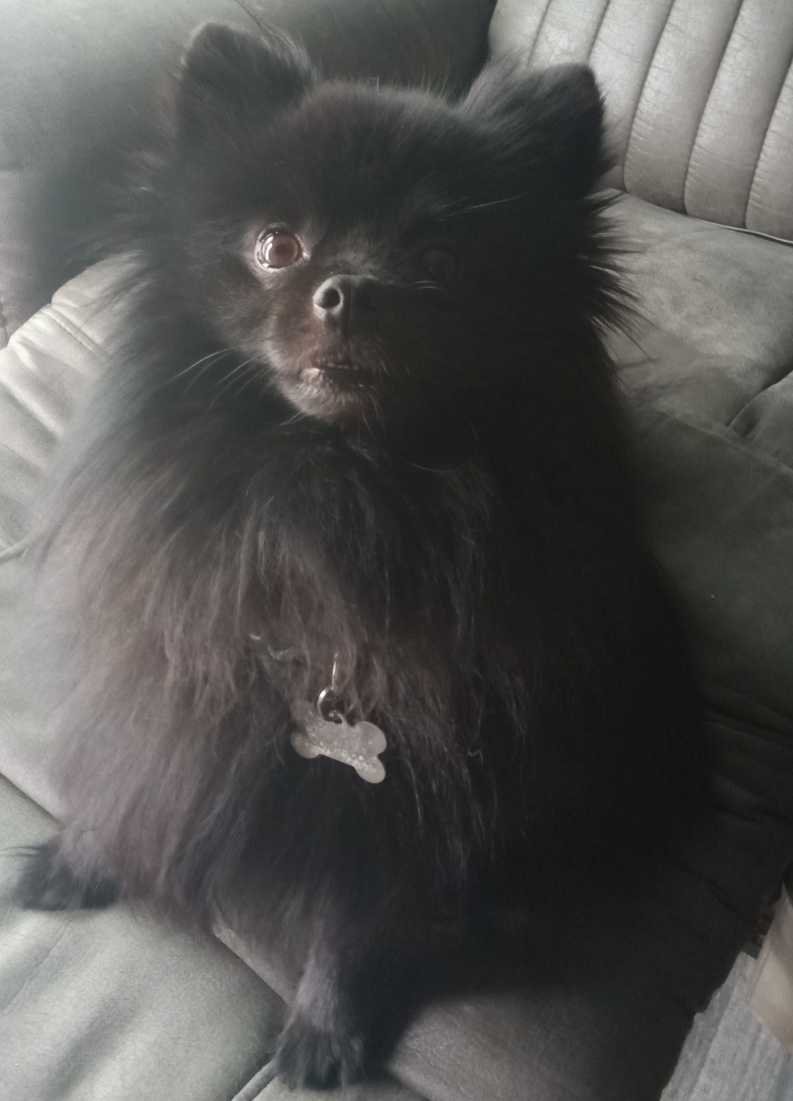 Lost Dog in Orland — listing photo